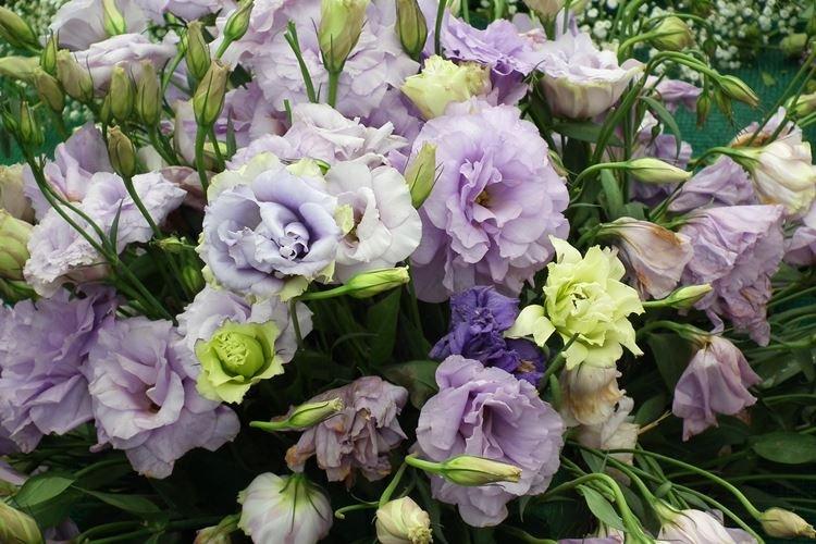 Eustoma - Des fleurs comme des roses