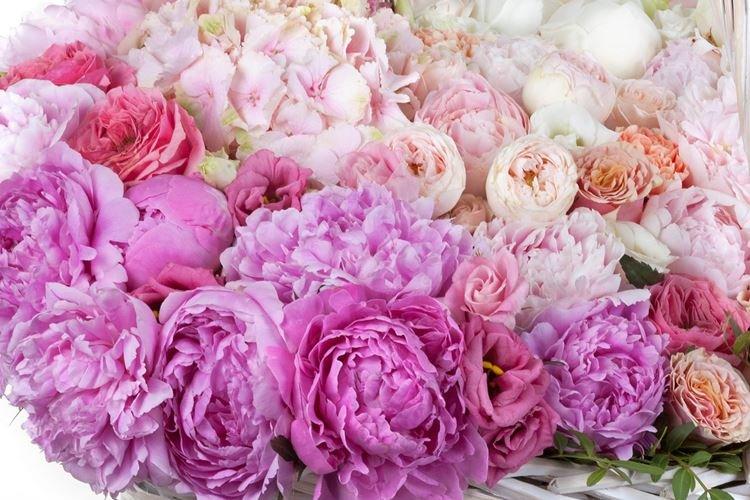 Pivoine - Fleurs comme des roses