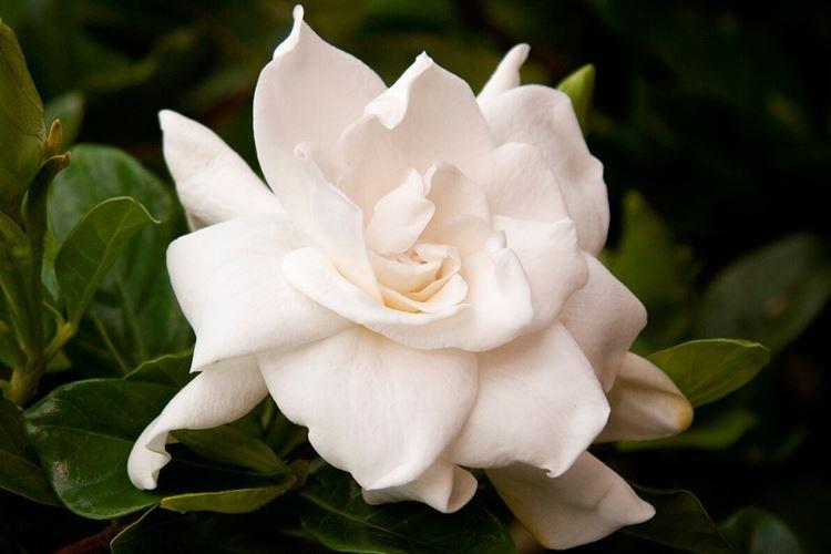 Gardenia - Fleurs comme des roses