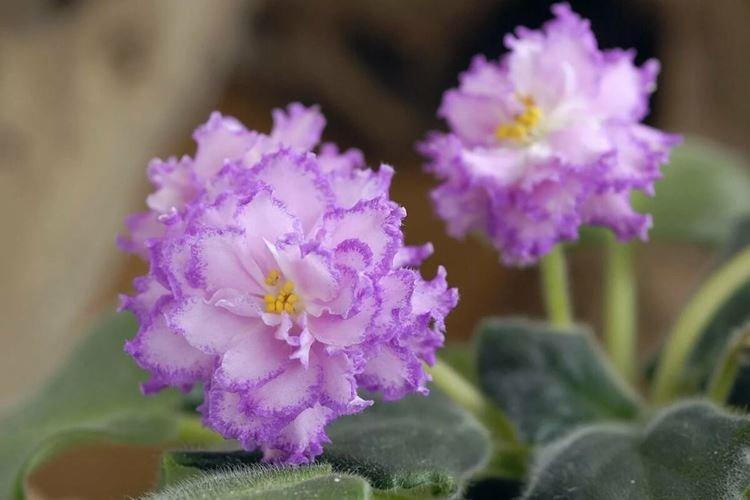 Violet d'Usambara - Fleurs comme des roses