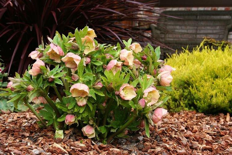 Hellébore - Des fleurs comme des roses