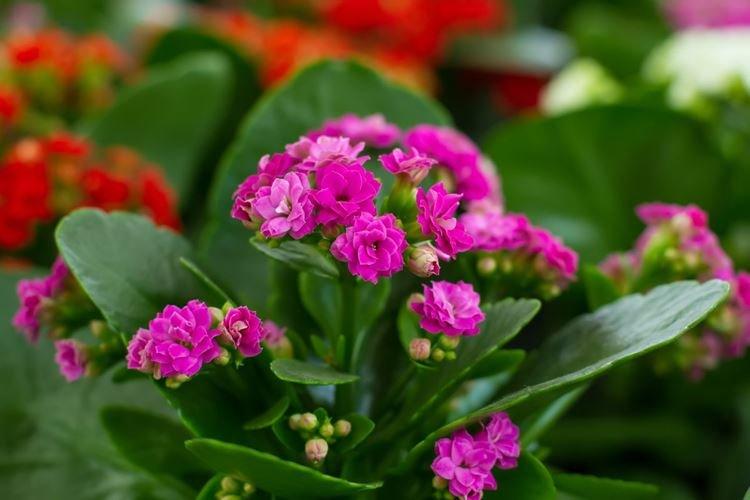 Kalanchoe Kalandiva - Fleurs semblables aux roses