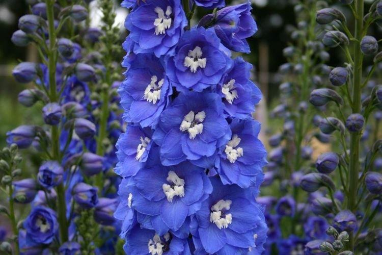 Informations générales - Delphinium