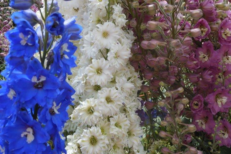 Delphinium Nouvelle-Zélande - Espèces et variétés