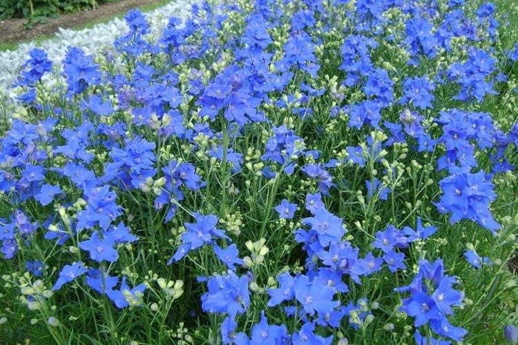 Delphinium à grandes fleurs - Espèces et variétés