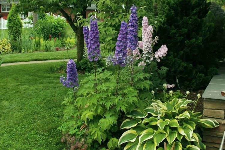 Engrais et alimentation - Delphinium care