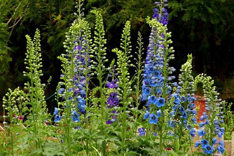Delphinium - photo