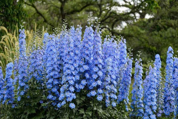 Delphinium - photo