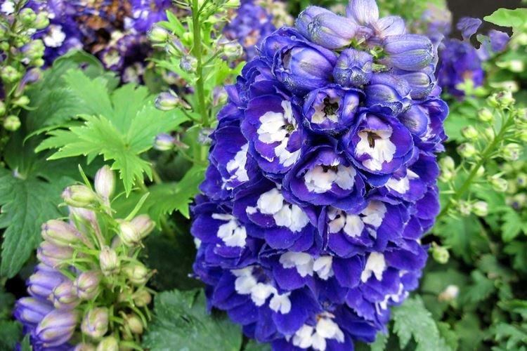 Delphinium - photo
