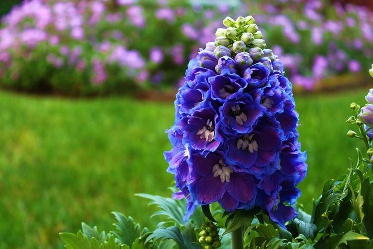 Delphinium - photo