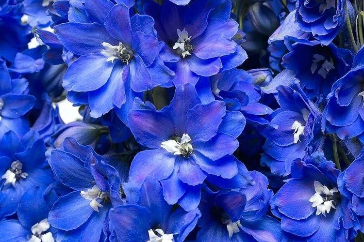 Delphinium - photo