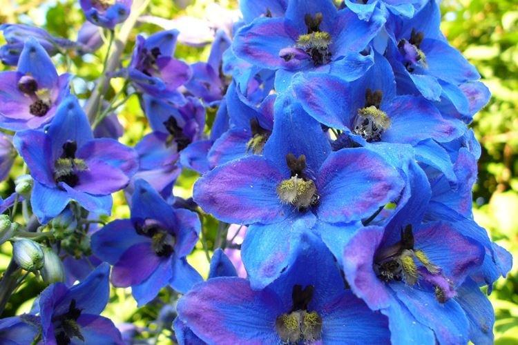 Delphinium - photo