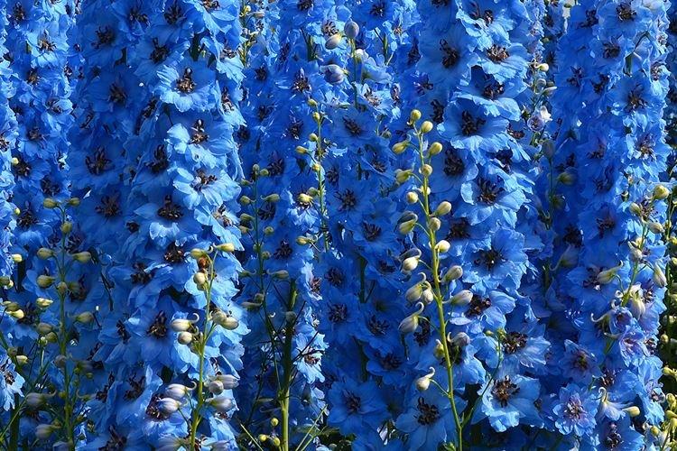 Delphinium - photo