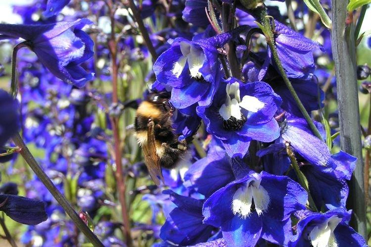 Delphinium - photo