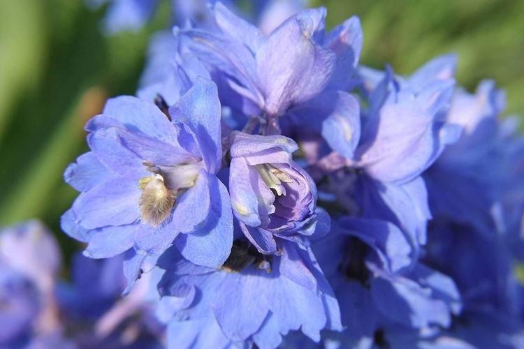 Delphinium - photo