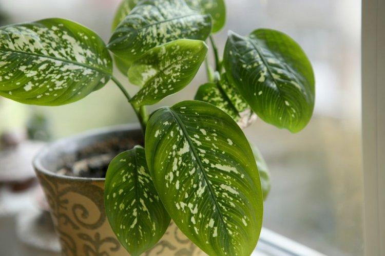 Informations générales - Dieffenbachia