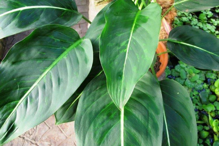 Dieffenbachia à grandes feuilles - Types de Dieffenbachia