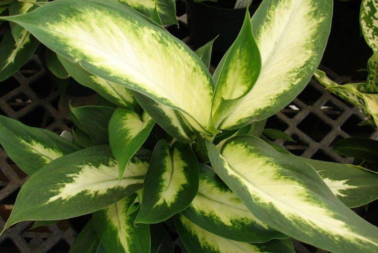 Dieffenbachia Leopolda - Types de Dieffenbachia