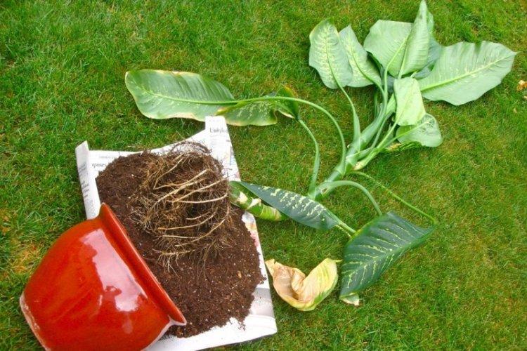 Sol - Dieffenbachia Care