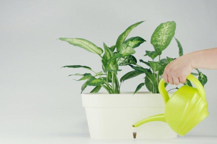 Arrosage - Dieffenbachia Care