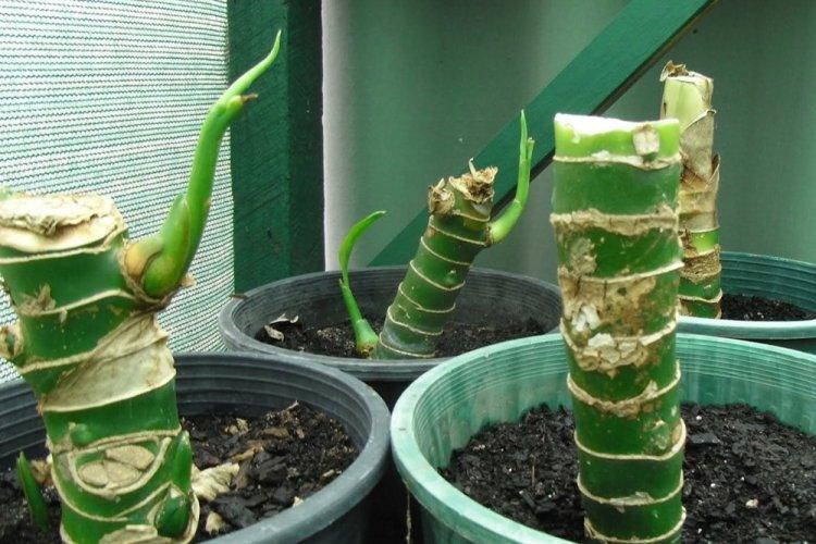 Taille - Dieffenbachia Care