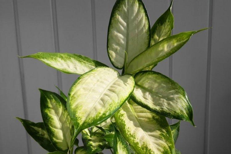 Dieffenbachia - photo