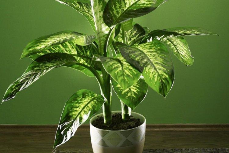 Dieffenbachia - photo