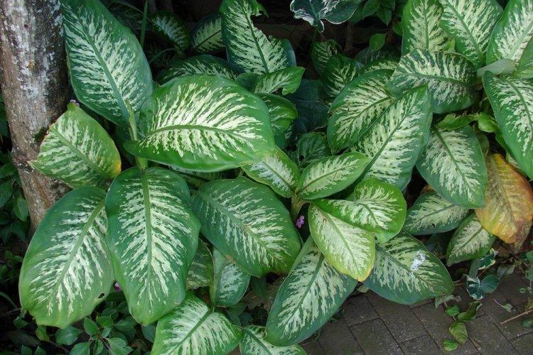 Dieffenbachia - photo