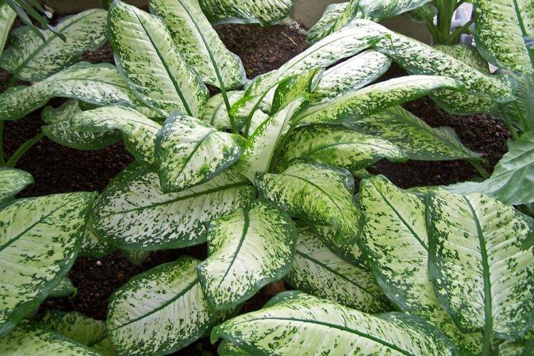Dieffenbachia - photo