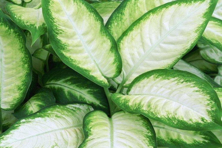 Dieffenbachia - photo