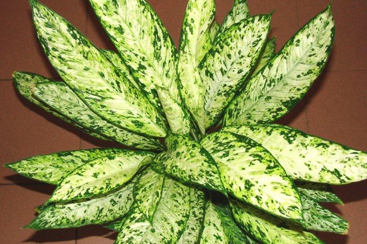 Dieffenbachia - photo
