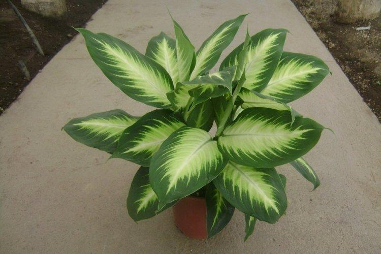 Dieffenbachia - photo