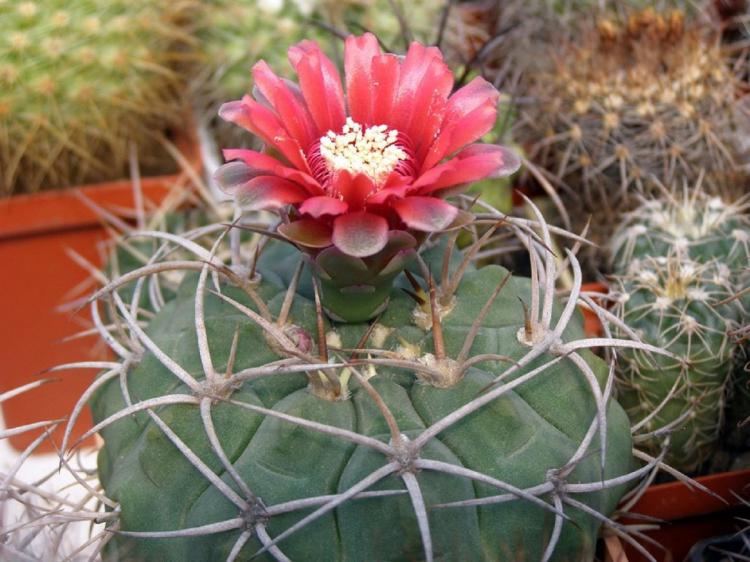 Gymnokalycium Mikhanovich - Types de cactus domestiques