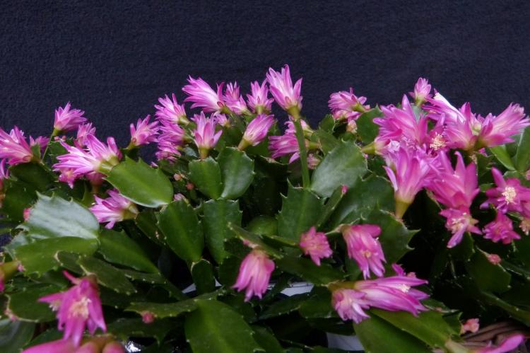 Schlumberger - Types de cactus domestiques