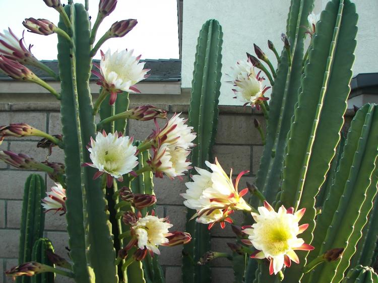Cereus - Types de cactus domestiques