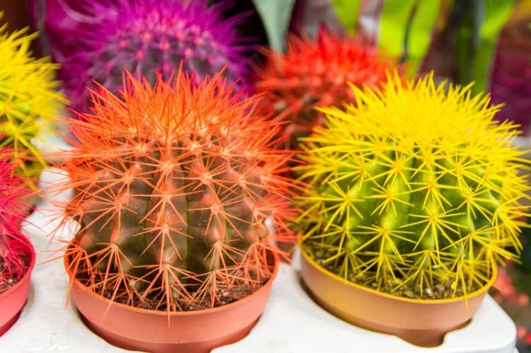 Rainbow Echinocactus - Types de cactus domestiques