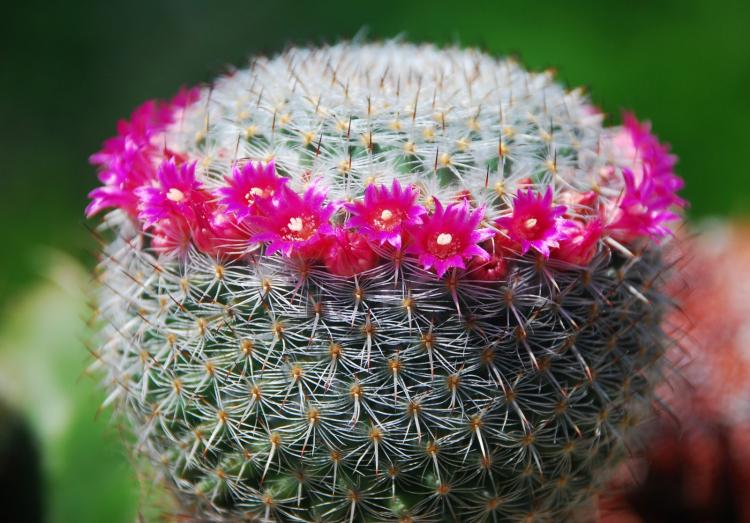 Mammillaria - Types de cactus domestiques