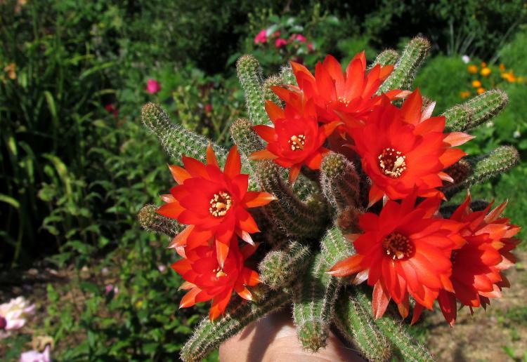 Chamecereus Silvestri - Types de cactus domestiques