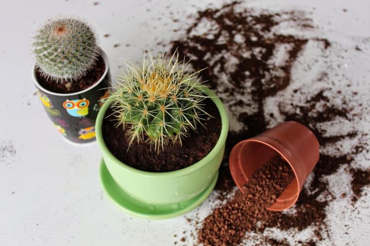 Planter et élever des cactus domestiques