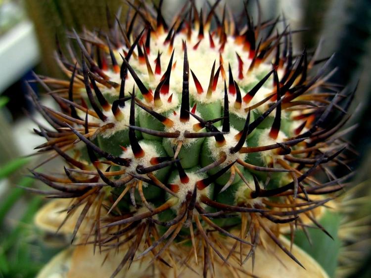 Accueil cactus - photo