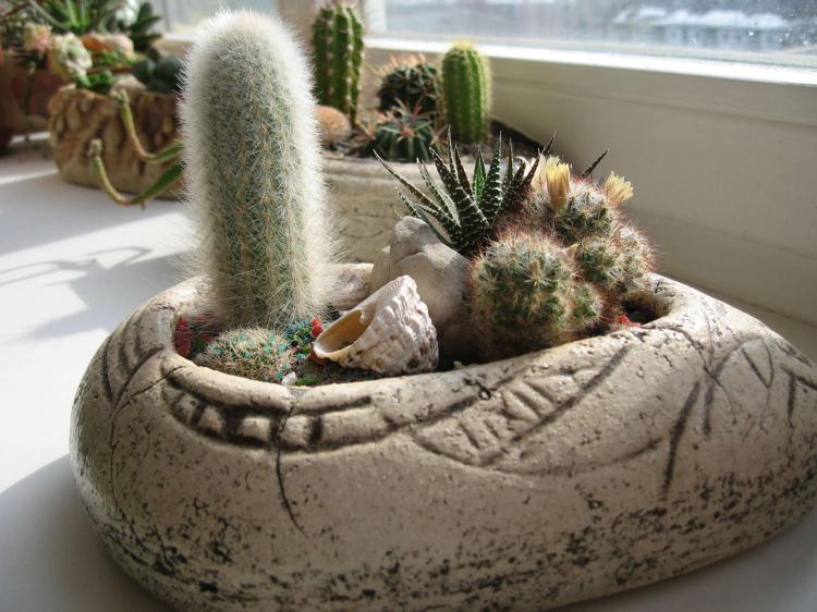 Accueil cactus - photo