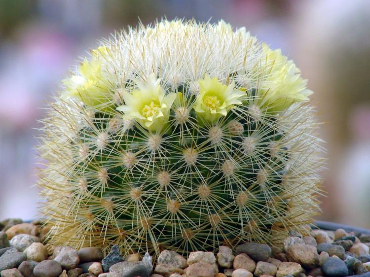 Accueil cactus - photo