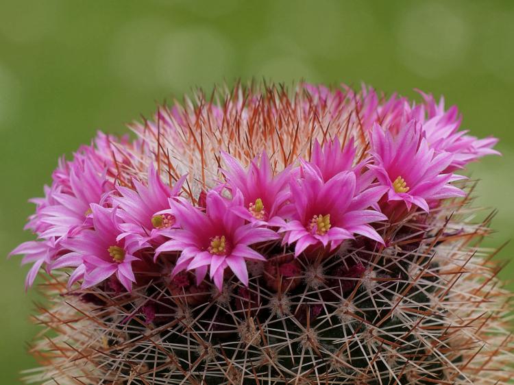 Accueil cactus - photo