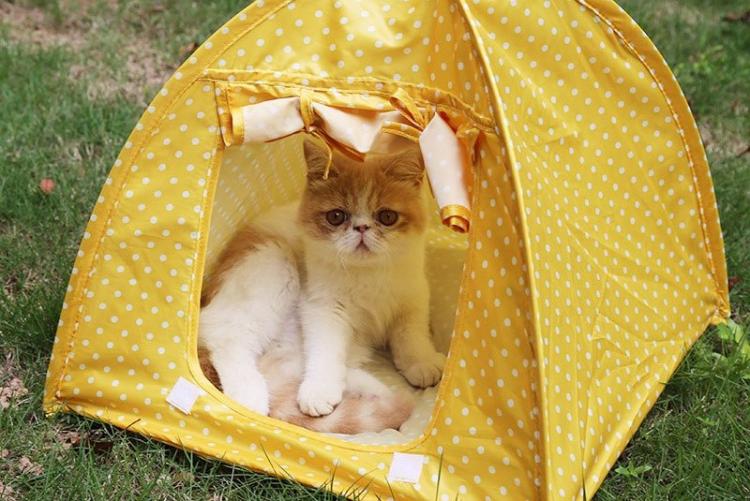 Maison de chat bricolage - photos et idées