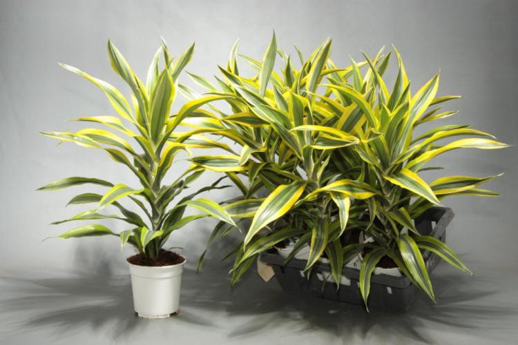 Apparence - Dracaena