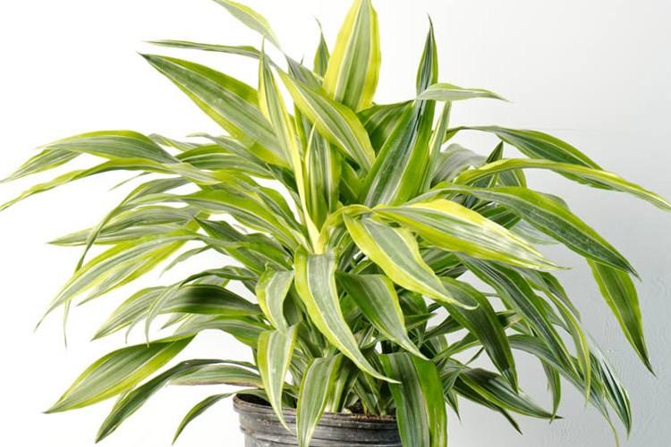 Derem Dracaena - Types de Dracaena