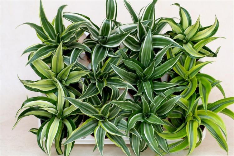 Derem Dracaena - Types de Dracaena