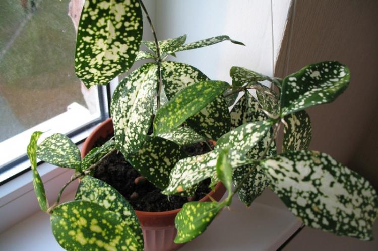 Dracaena Godsef - Types de Dracaena