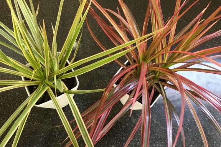 Température - Dracaena Care