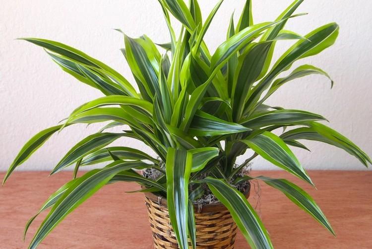 Lumière - Dracaena Care